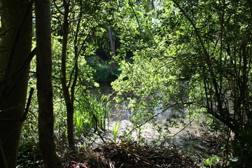 A pond behind trees