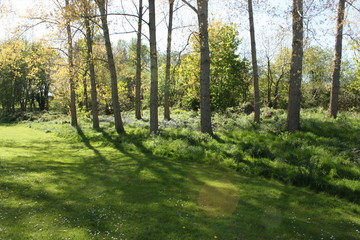 Obraz premium Bluebells and trees