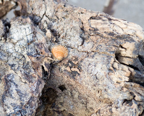 Coquillage sur tronc d'arbre