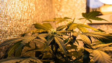 Cannabis Flowering Stage. Weed Buds in close-up