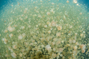 Fototapeta premium Millions of Jellyfish Swim in a Marine Lake in Palau