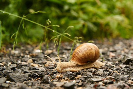 Weinbergschnecke kriecht auf einem Schotterweg