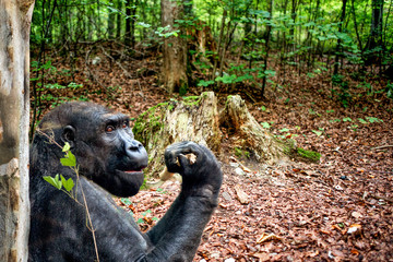 Gorilla in jungle.