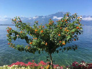 Lake Geneva Montrexu