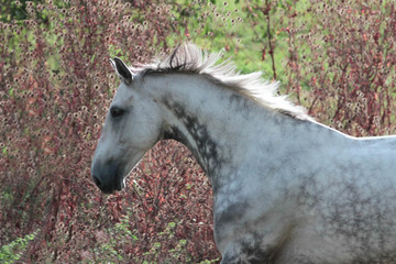 Holländisches Warmblut