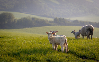 Spring lambs with early morning dew