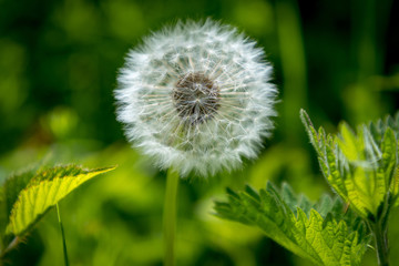 Dandelion clock with leaves and green background