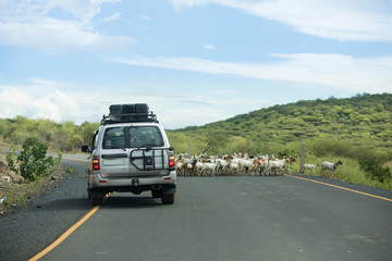 Fototapeta na wymiar Off road vehicle drives around a herd of goats in the remote border region between Kenya and Ethiopia.