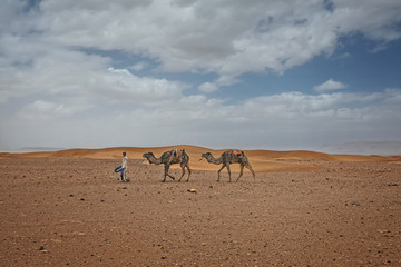 Indigenous berber man with dromedary camels travelling in Sahara desert