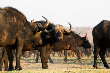 African Buffalo in Southern African savanna