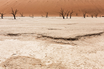 Dead Camelthorn Trees against red dunes and blue sky in Deadvlei, Sossusvlei