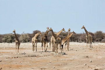 Fototapeta na wymiar Herd of Giraffes, Etosha National Park, Namibia