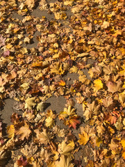 high angle view of yellow, golden maple leaves covering sidewalk