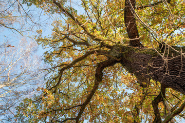 dąb © Marcin Kumorek