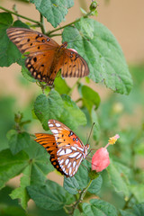 Two butterflies