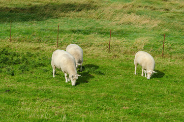 Sheeps graze on salt marsches, Eiderstedt, Germany