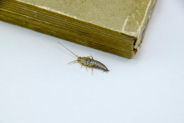 Insect feeding on paper - silverfish. Pest books and newspapers.