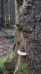 Mushrooms growing on a tree in the forest near Sinober, Norway