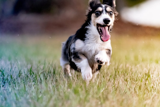 Dachshund Puppy Running In Yard At Sunset With Tongue Out.