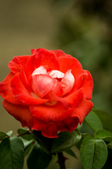 red rose in garden