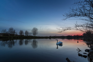 A swan on the river at sunset in winter