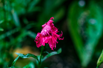 A bright pink raggy looking flower on a cold autmn day in Toronto Ontario