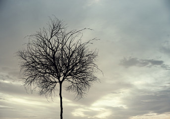 Lonely dead tree
