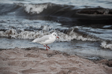 seagull on the beach
