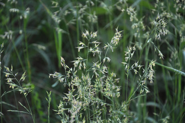 In the meadow is growing Bromus inermis