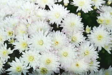 Beautiful fresh bouquet of colorful chrysanthemum flowers
