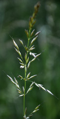 In the meadow is growing Bromus inermis