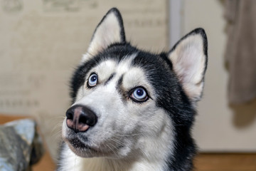 Portrait beautiful Siberian husky dog. Blue-eyed husky dog looks closely at the top with blue eyes.