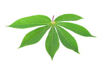 cassava leaf isolated on white background