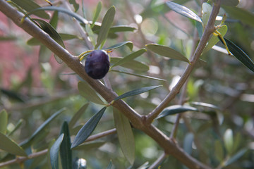 Mediterranean olive tree branches with ripe olives and green leaves. Organic product concept