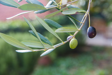 Mediterranean olive tree branches with ripe olives and green leaves. Organic product concept