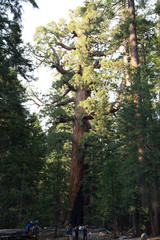 Fototapeta premium Yosemite National Park
