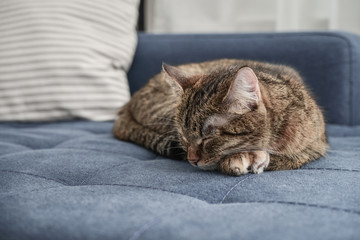 Cute cat lying on a sofa