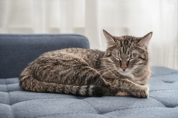 Cute cat lying on a sofa