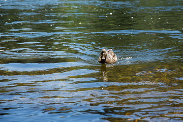 Duck