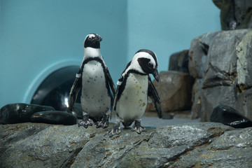 Naklejka premium penguins