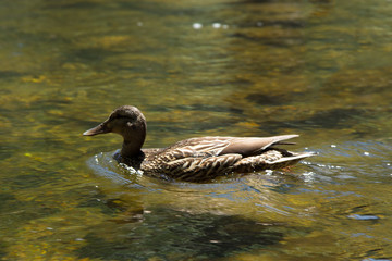 Yosemite National Park