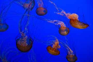 Jellyfish