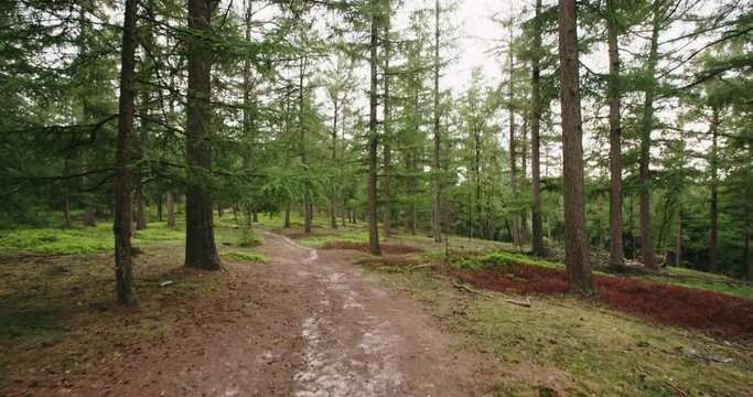 Stabilized POV slow motion shot of a person walking or hiking on a forest path by day.