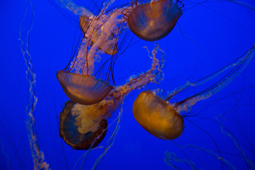 Jellyfish