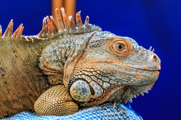 Pet iguana resting on a pillow