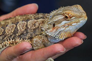 BioexoAdult bearded dragon (agama, Pogona vitticeps) lizard in the hand