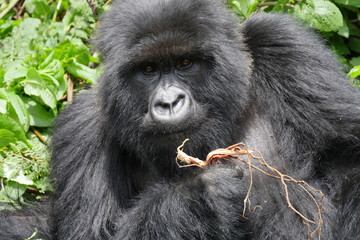 Berggorilla Portrait