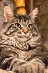 Long-haired tabby cat. Kitten breed Maine Coon. Cat large breed. Pedigree pet.