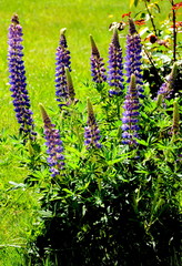 Fototapeta premium Lupine
