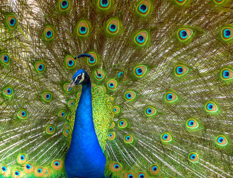 Peacock On Display